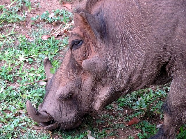 The warthogs acted as the local lawnmowers.